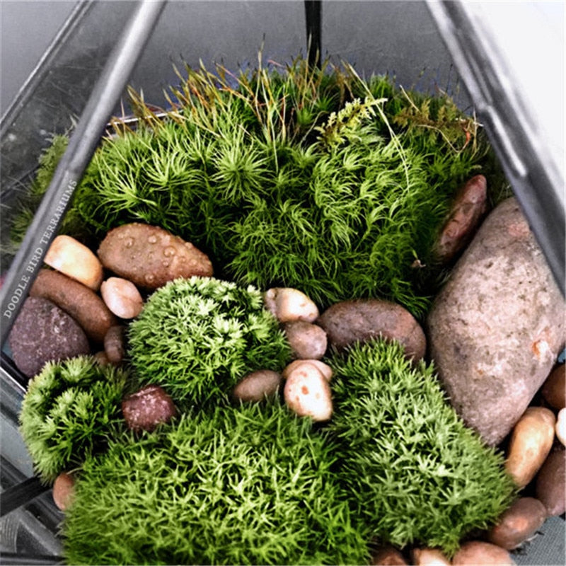 Glas Terrarium